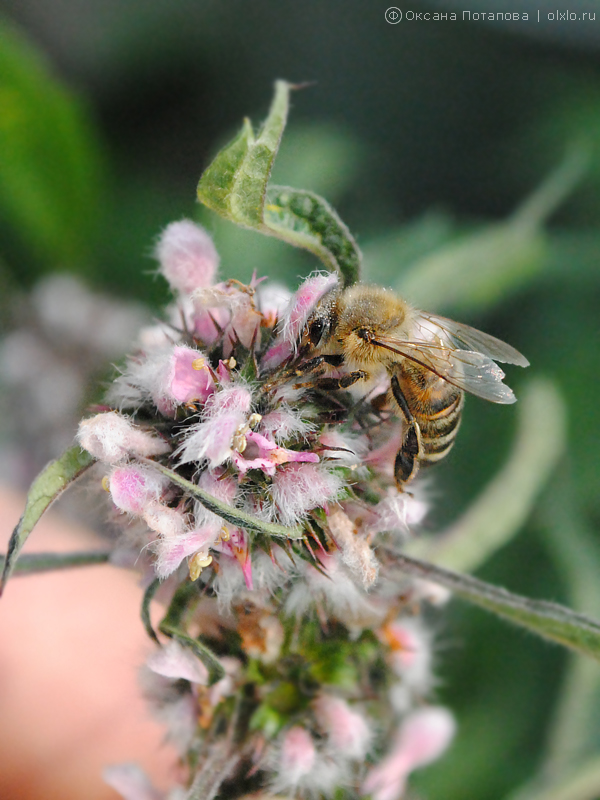 Пчела на цветке пустырника