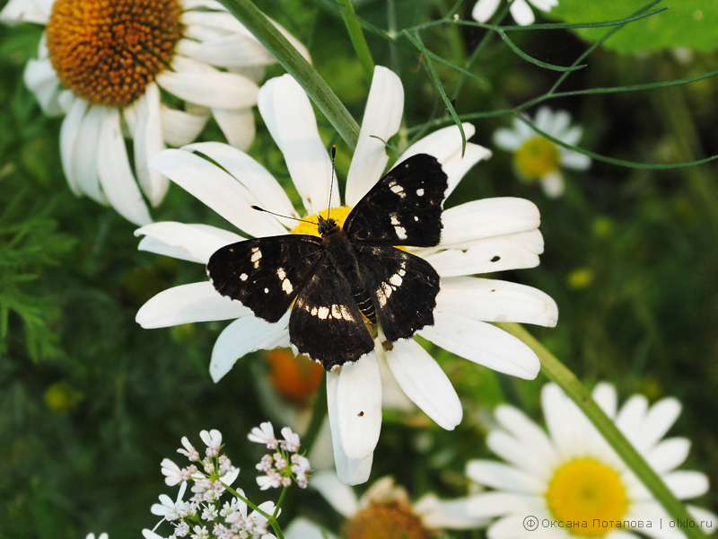 Черная бабочка на декоративной ромашке